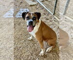 Small #8 Boxer