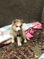 Siberian Husky Puppy for sale in GOLD RIVER, CA, USA