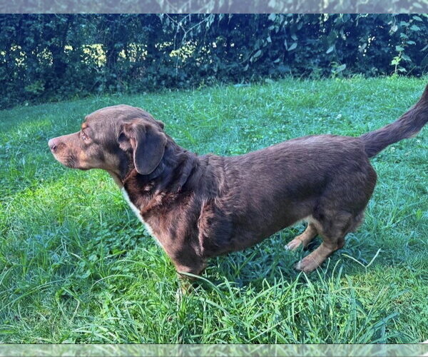 Medium Photo #5 Cocker Basset Puppy For Sale in Brookville, OH, USA