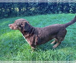 Small #4 Cocker Basset