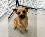 Small #4 Mutt
