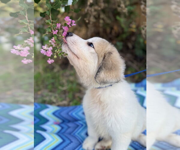 Medium Photo #5 Great Pyrenees Puppy For Sale in Spring, TX, USA