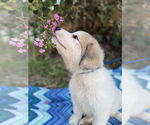 Small #4 Great Pyrenees