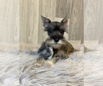 Small Photo #1 Schnauzer (Miniature) Puppy For Sale in CANOGA, NY, USA
