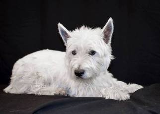 Father of the West Highland White Terrier puppies born on 12/04/2016