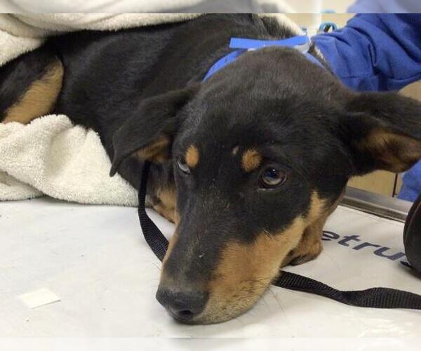 Medium Photo #1 German Shepherd Dog-Unknown Mix Puppy For Sale in Riverside, CA, USA