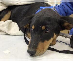 German Shepherd Dog-Unknown Mix Dogs for adoption in Riverside, CA, USA