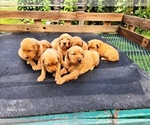 Small #5 Golden Retriever