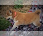Small Photo #4 Shiba Inu Puppy For Sale in LUBLIN, WI, USA