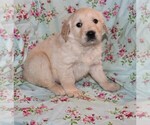 Small Photo #10 Golden Retriever Puppy For Sale in BLOOMINGTON, IN, USA