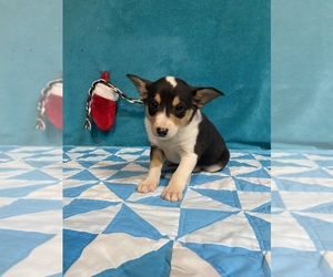 Miniature Australian Shepherd Puppy for sale in CENTER, KY, USA
