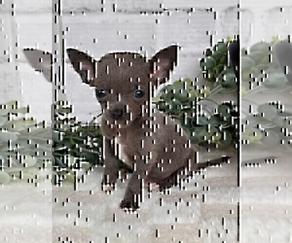 Medium Photo #6 Chihuahua Puppy For Sale in MIAMI, FL, USA