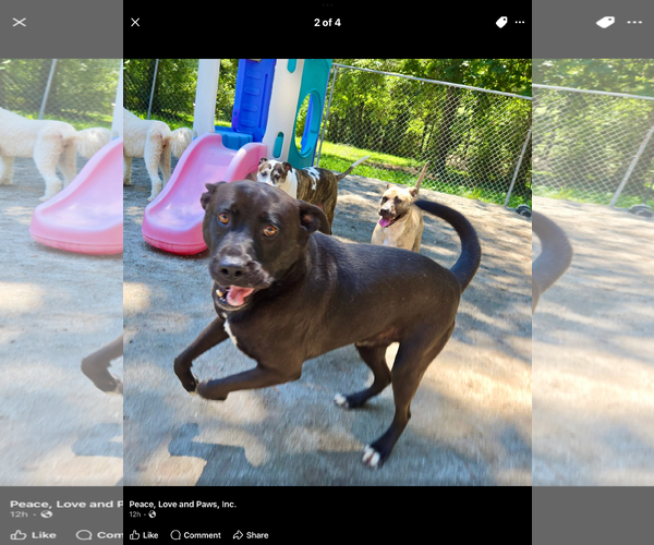 Medium Photo #9 Mutt Puppy For Sale in Myrtle Beach, SC, USA