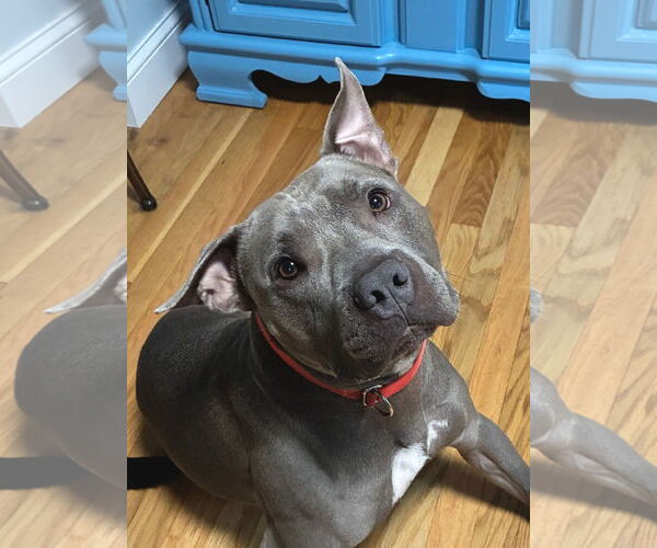 Medium Photo #5 American Pit Bull Terrier Puppy For Sale in Hillsboro, NH, USA
