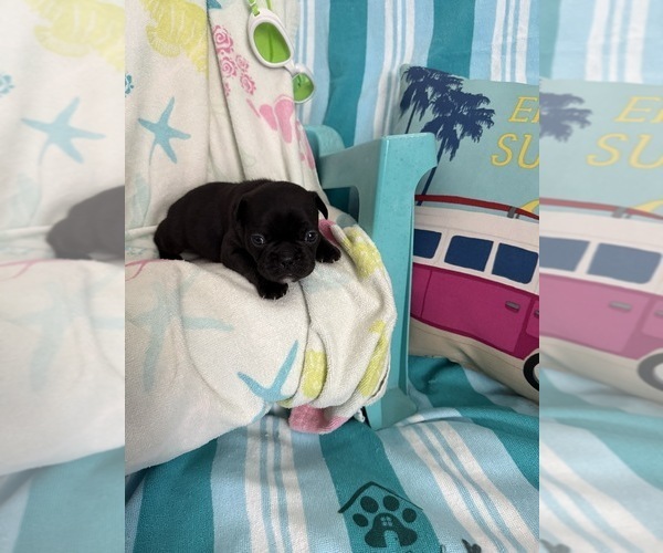 Medium Photo #7 French Bulldog Puppy For Sale in OPP, AL, USA