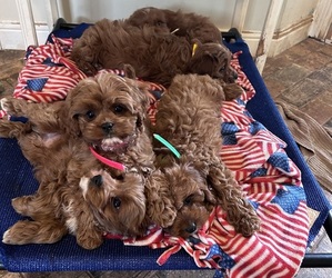 Cavapoo Litter for sale in BOWLING GREEN, KY, USA