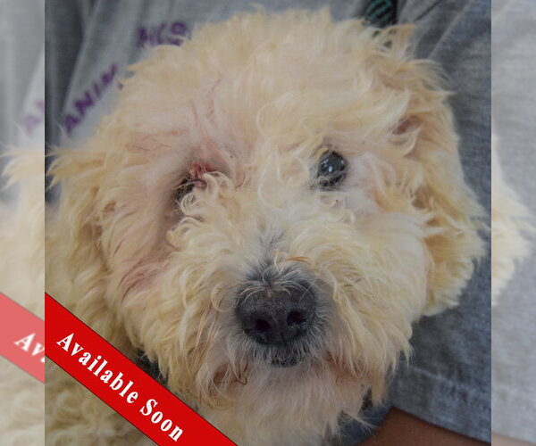 Medium Photo #1 Unknown-Wheaten Terrier Mix Puppy For Sale in Huntley, IL, USA