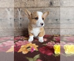 Small #11 Pembroke Welsh Corgi