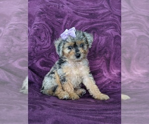 F2 Aussiedoodle Puppy for sale in CHRISTIANA, PA, USA