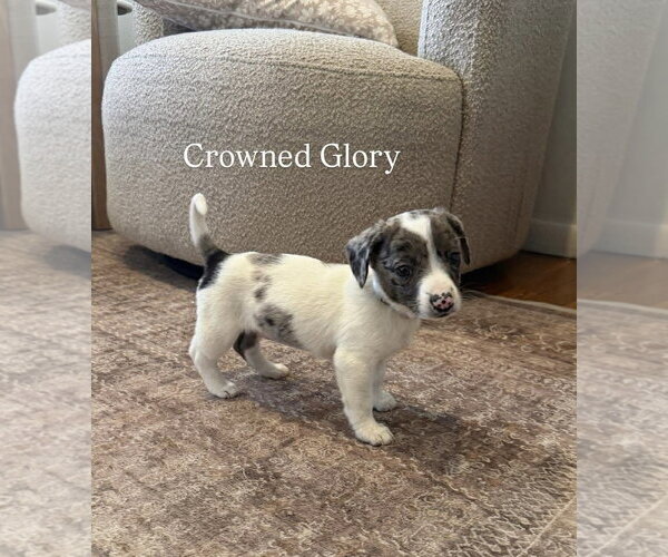 Medium Photo #17 Australian Shepherd-Unknown Mix Puppy For Sale in pomfret, CT, USA