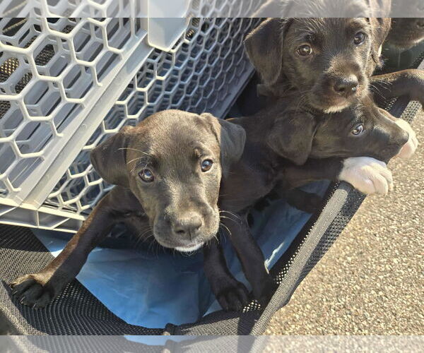 Medium Photo #2 Mutt Puppy For Sale in Minneapolis, MN, USA