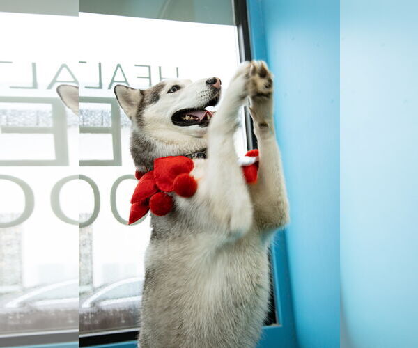 Medium Photo #2 Siberian Husky Puppy For Sale in Carrollton, TX, USA