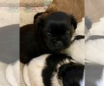 Puppy Puppy 4 Spike Shih Tzu