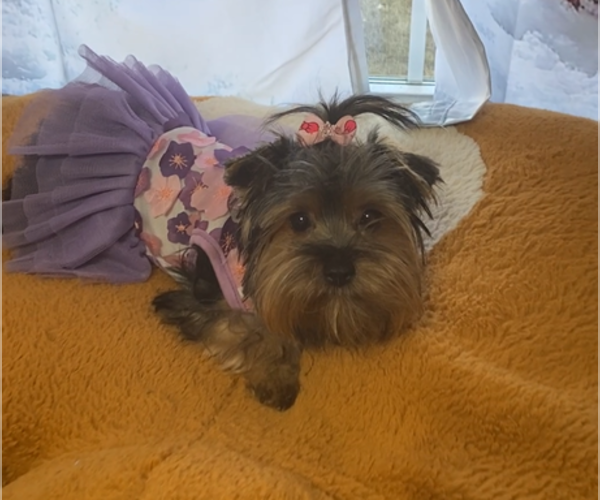 Medium Photo #2 Yorkshire Terrier Puppy For Sale in BETHLEHEM, GA, USA