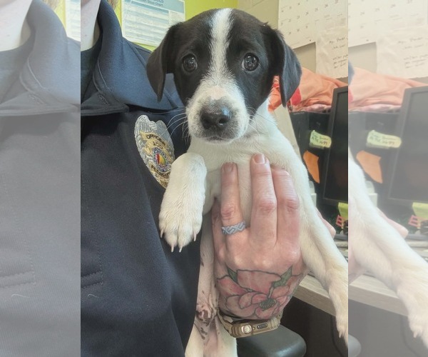 Medium Photo #1 Jack Russell Terrier-Unknown Mix Puppy For Sale in SHERBURNE, NY, USA