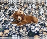 Small #2 Cockapoo (Miniature)
