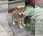 Small #3 Shiba Inu