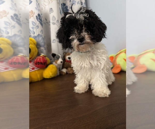 Medium Photo #20 Bichpoo Puppy For Sale in DURHAM, CT, USA