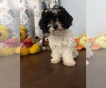 BichPoo puppies - Male Bichpoo Puppy for Sale - Photo #20