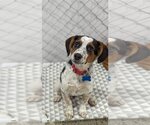 Small Photo #1 Beagle Puppy For Sale in Maple Grove, MN, USA