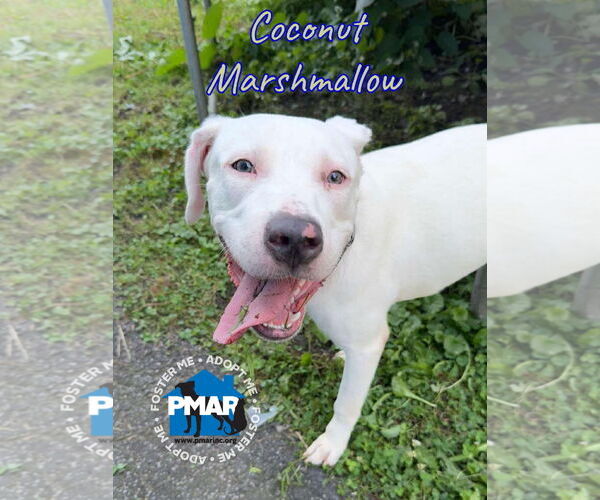 Medium Photo #1 American Pit Bull Terrier-Unknown Mix Puppy For Sale in Binghamton, NY, USA