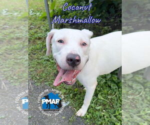 American Pit Bull Terrier-Unknown Mix Dogs for adoption in Binghamton, NY, USA