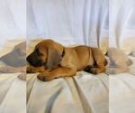 Small Photo #5 Great Dane Puppy For Sale in WEATHERFORD, TX, USA