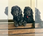 Small Photo #3 Goldendoodle Puppy For Sale in TEMPLE, TX, USA
