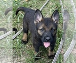 Small #2 German Shepherd Dog