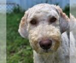 Small Photo #1 Goldendoodle Puppy For Sale in LOUISA, VA, USA