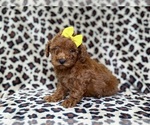 Small #5 Goldendoodle (Miniature)