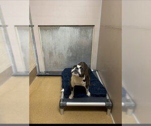 French Bulldog-Unknown Mix Dogs for adoption in Martinez, CA, USA