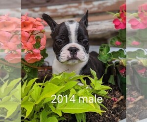 French Bulldog Puppy for sale in CLARE, IL, USA