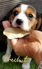 Beaglier Puppy for sale in CANOGA PARK, CA, USA