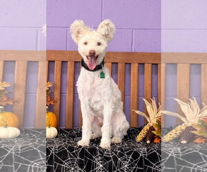 **TITO** - Male Poochon Dog for Adoption - Photo #2