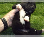Small Photo #2 Akita Puppy For Sale in ROLLA, MO, USA