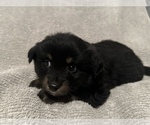 Small Photo #38 Miniature Australian Shepherd Puppy For Sale in QUINCY, CA, USA