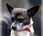 Small Photo #1 Chihuahua Puppy For Sale in Vernonia, OR, USA