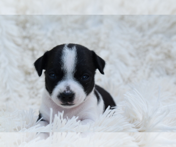 Medium Photo #1 Chihuahua Puppy For Sale in SENECA FALLS, NY, USA
