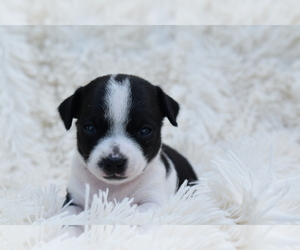Chihuahua Puppy for sale in SENECA FALLS, NY, USA
